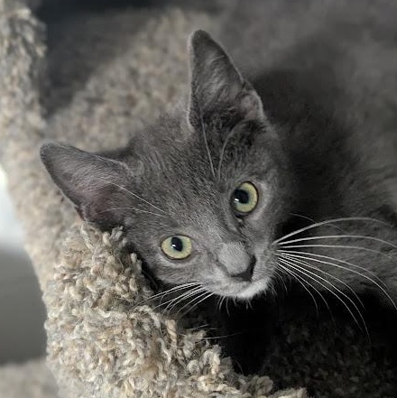 Anthrax better known as "Annie", an adopted Domestic Short Hair in Knox, PA image 2/6