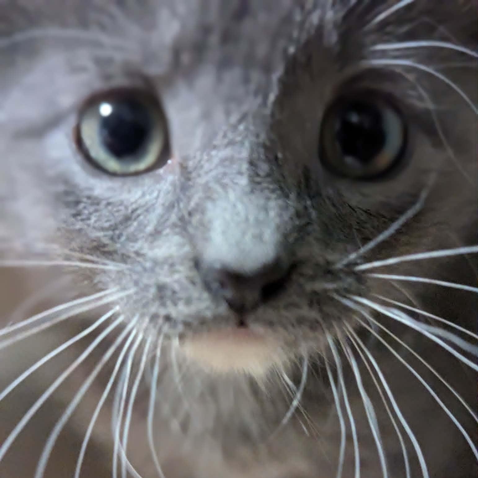 Anthrax better known as "Annie", an adopted Domestic Short Hair in Knox, PA image 3/6