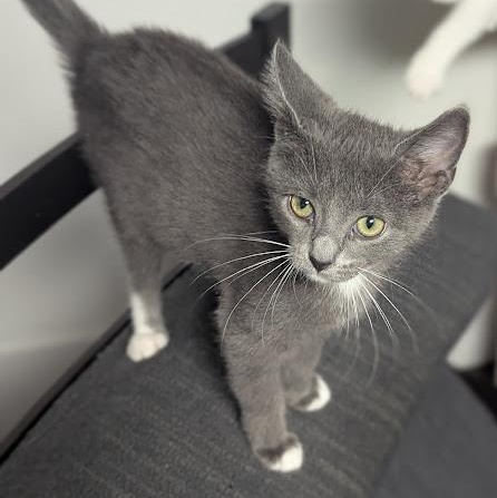 Anthrax better known as "Annie", an adopted Domestic Short Hair in Knox, PA image 4/6