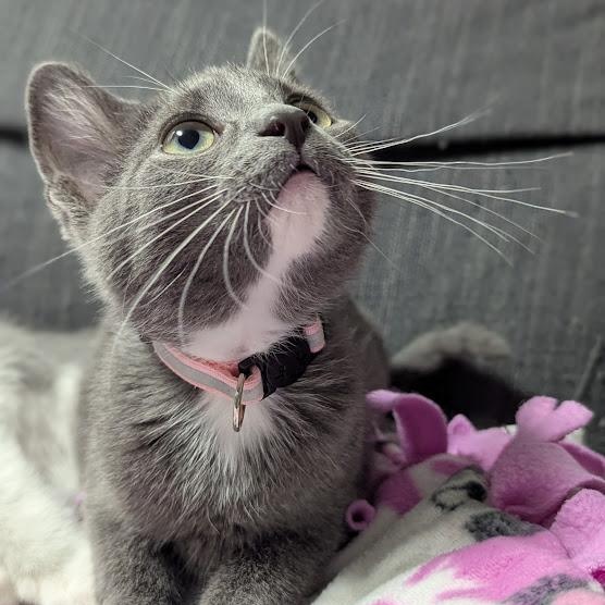 Anthrax better known as "Annie", an adopted Domestic Short Hair in Knox, PA image 5/6