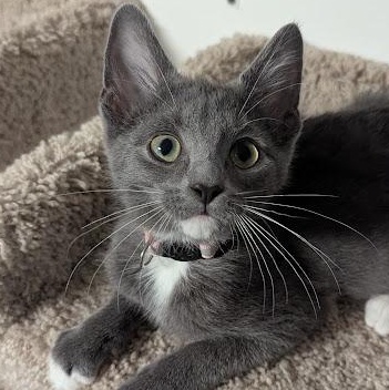 Anthrax better known as "Annie", an adopted Domestic Short Hair in Knox, PA image 1/6