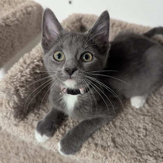 Anthrax better known as "Annie", an adopted Domestic Short Hair in Knox, PA image 6/6