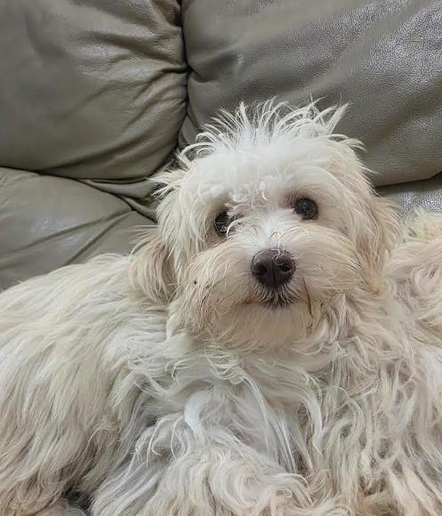 Enlarge Coco, a Adoptable mixed breed in NYC, NY image 1/6