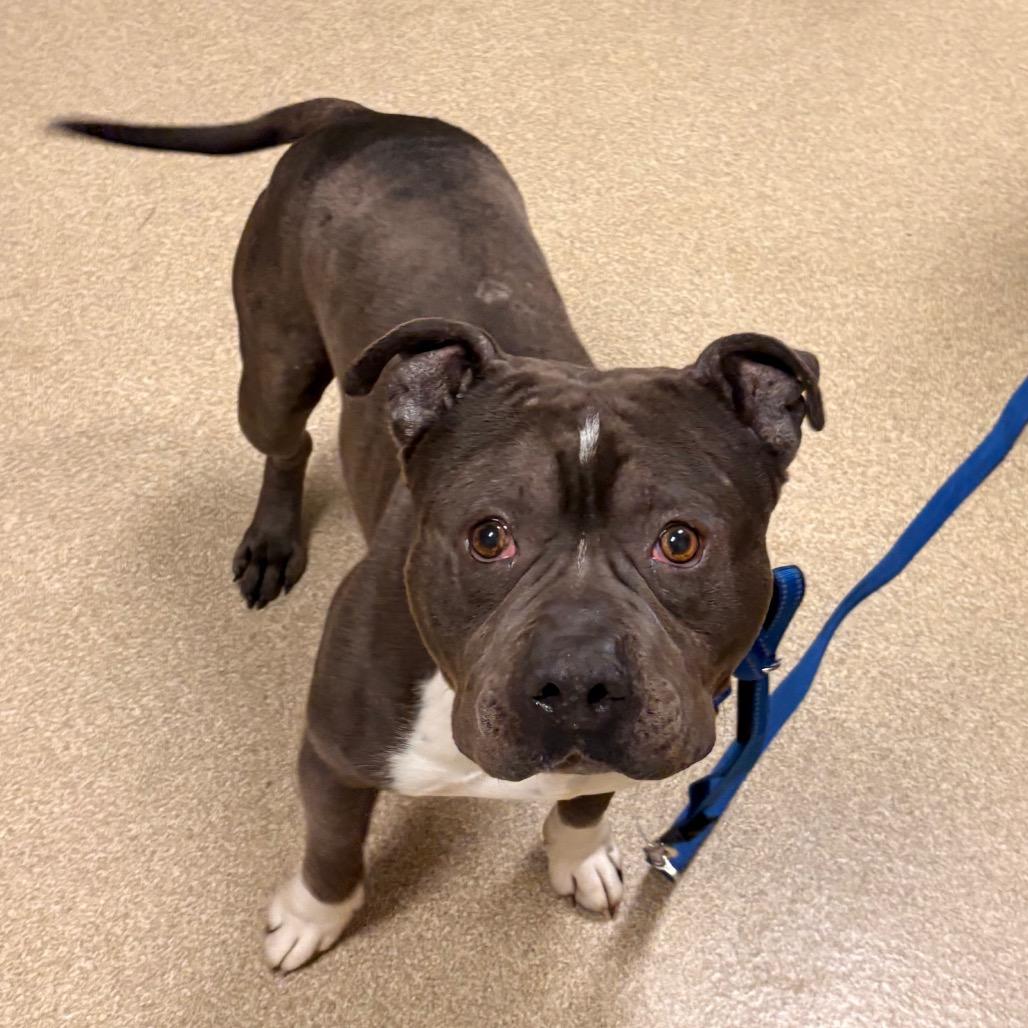 Enlarge Ram, a Adoptable Staffordshire Bull Terrier in Bristol, IN image 1/3
