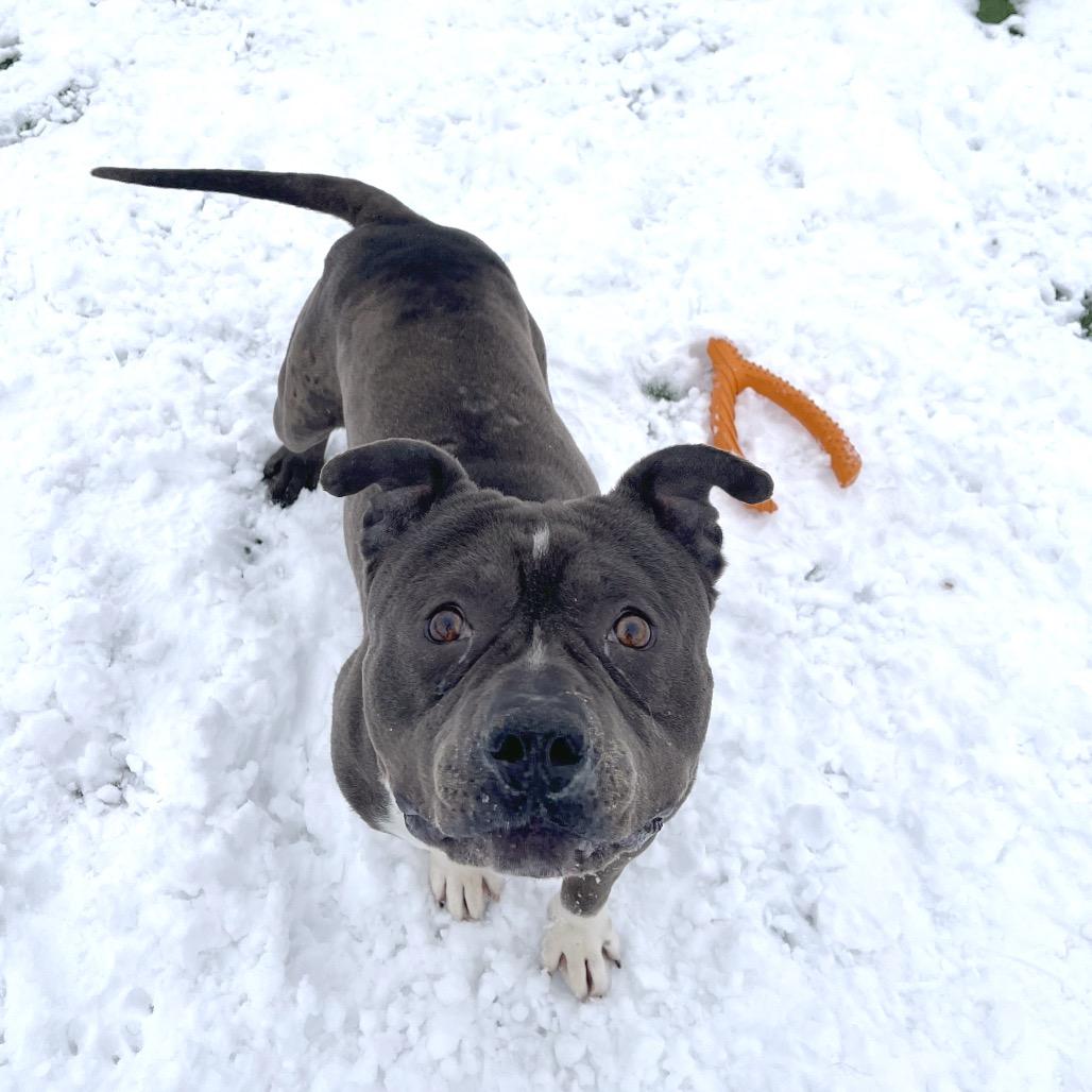 Enlarge Ram, a Adoptable Staffordshire Bull Terrier in Bristol, IN image 2/3
