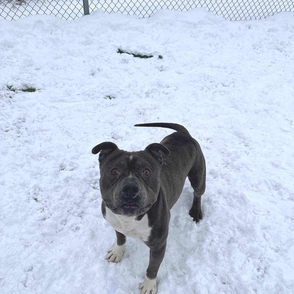 Enlarge Ram, a Adoptable Staffordshire Bull Terrier in Bristol, IN image 3/3