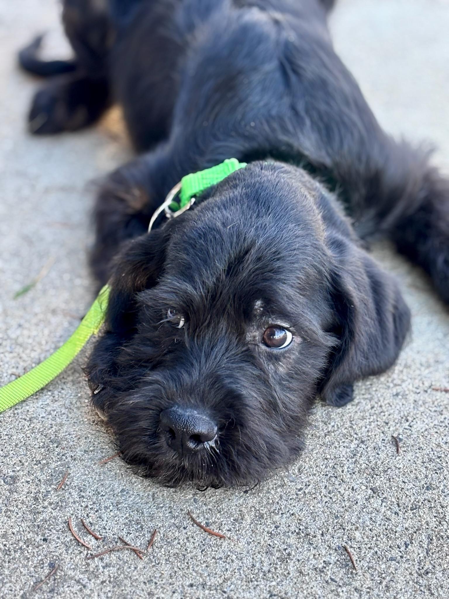 Enlarge Drake, a Adoptable mixed breed in Terryville, CT image 4/6