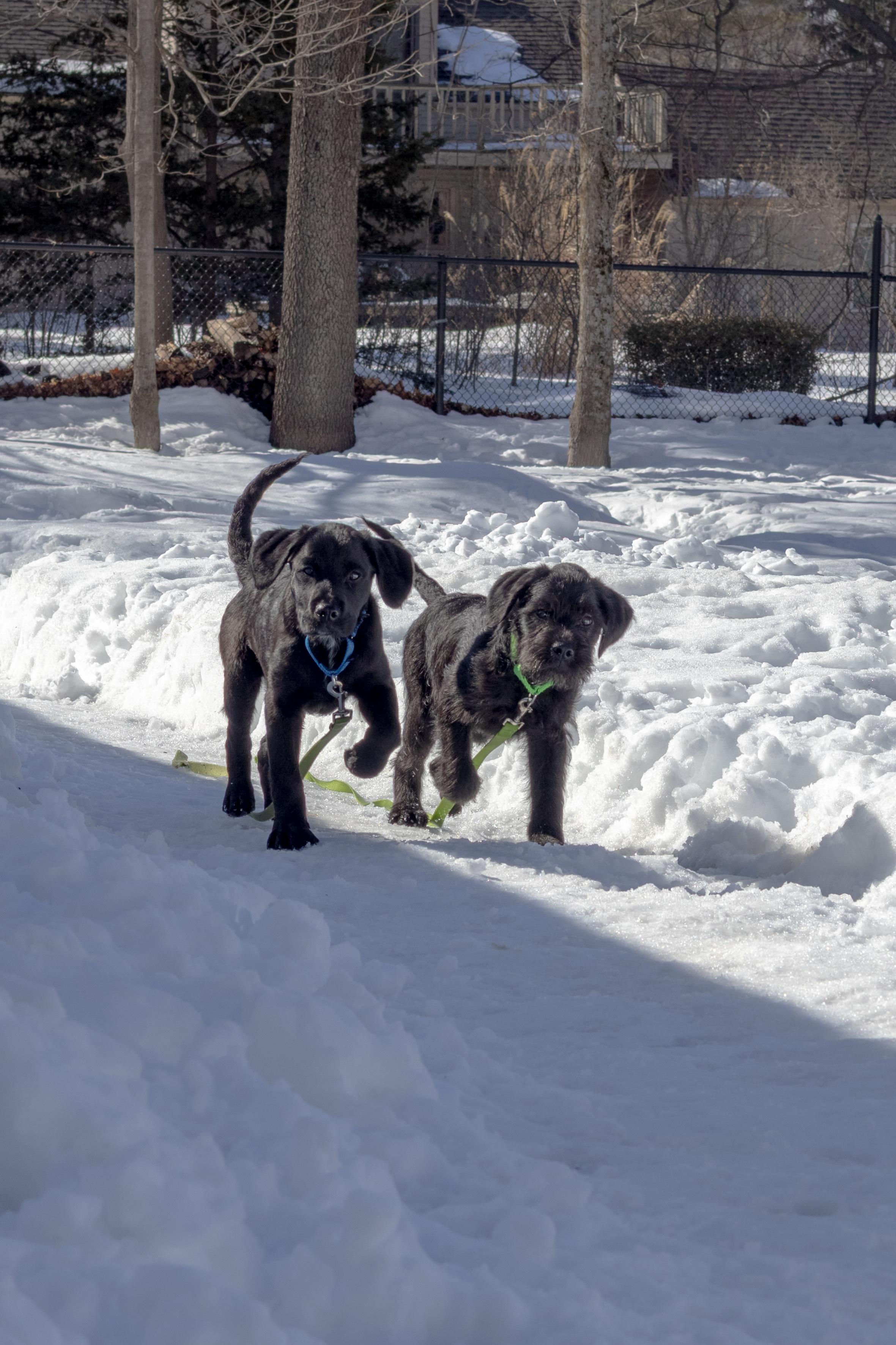 Enlarge Drake, a Adoptable mixed breed in Terryville, CT image 6/6