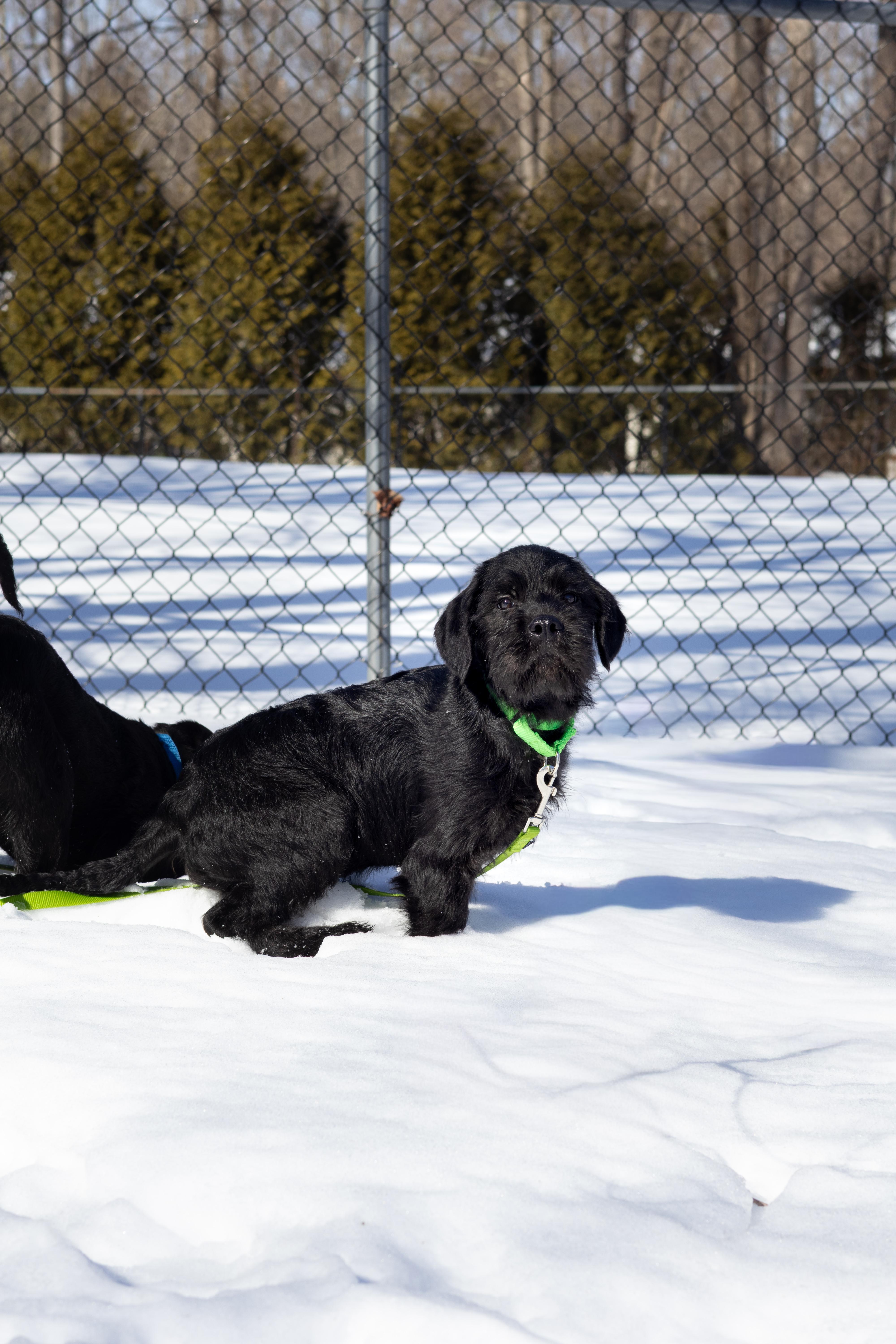 Enlarge Drake, a Adoptable mixed breed in Terryville, CT image 3/6