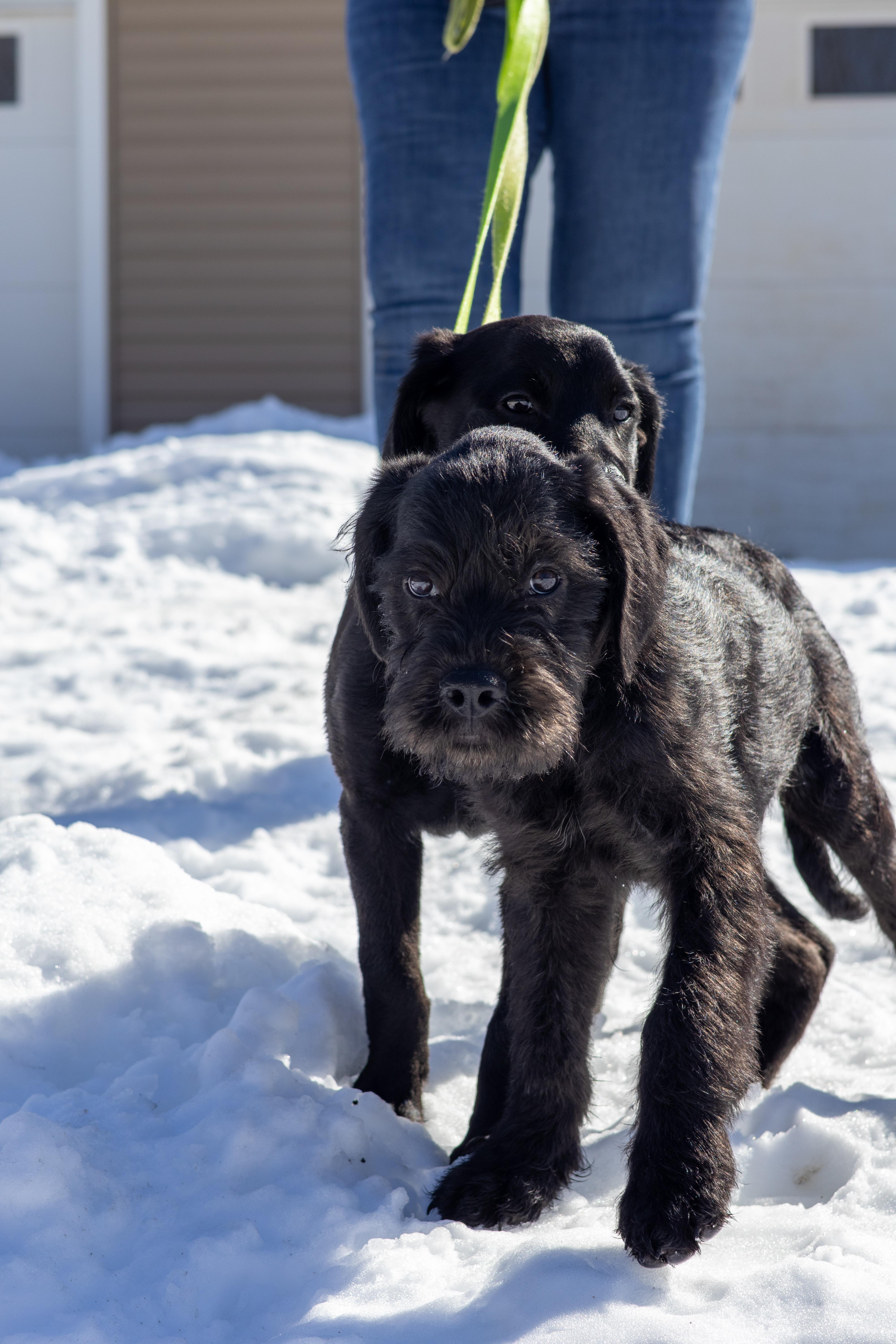 Drake, Adoptable, Puppy Male Cane Corso & Labrador Retriever.