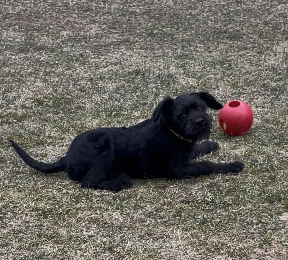 Enlarge Drake, a Adoptable mixed breed in Terryville, CT image 2/6