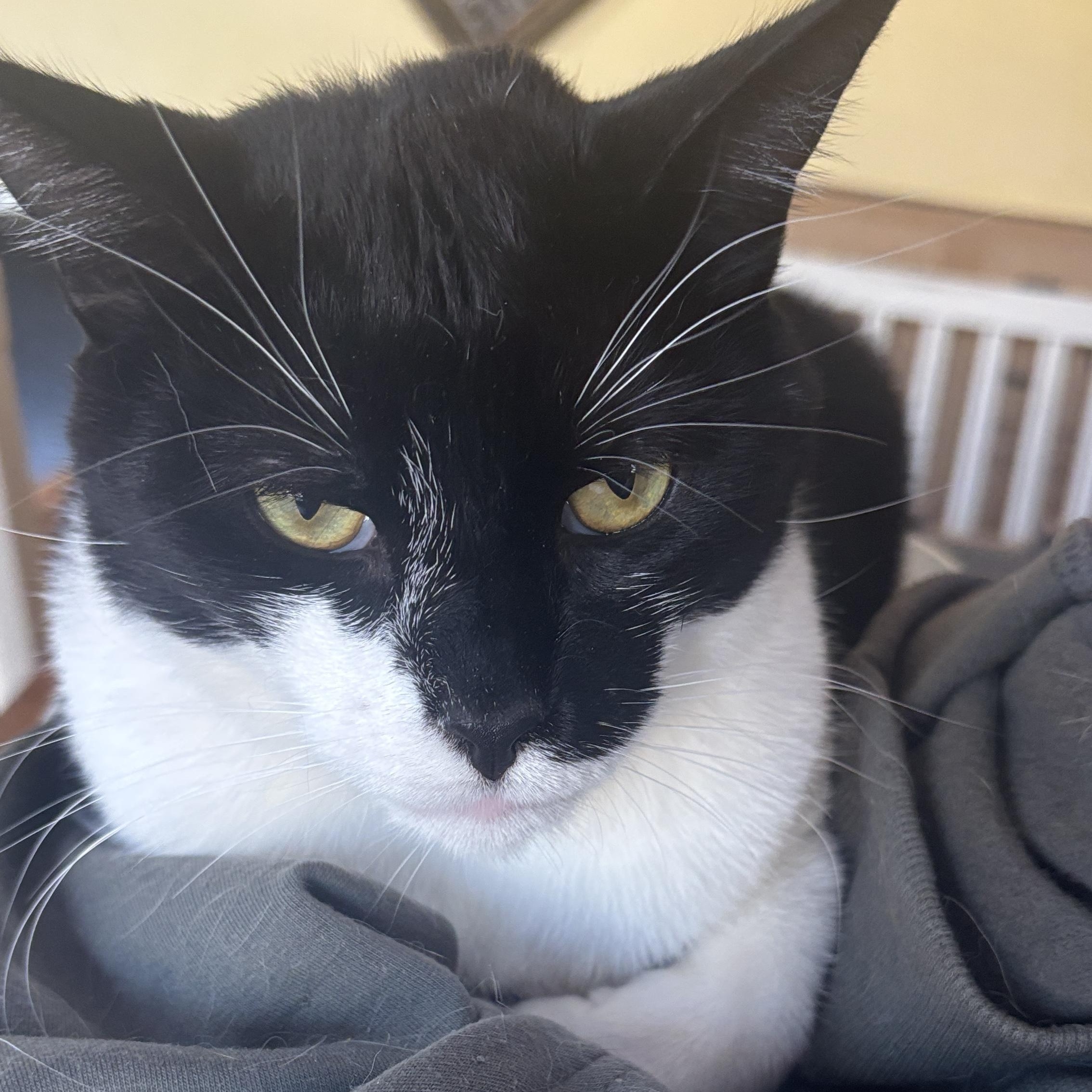 Herbie, ADOPTABLE, Adult Male Domestic Short Hair.