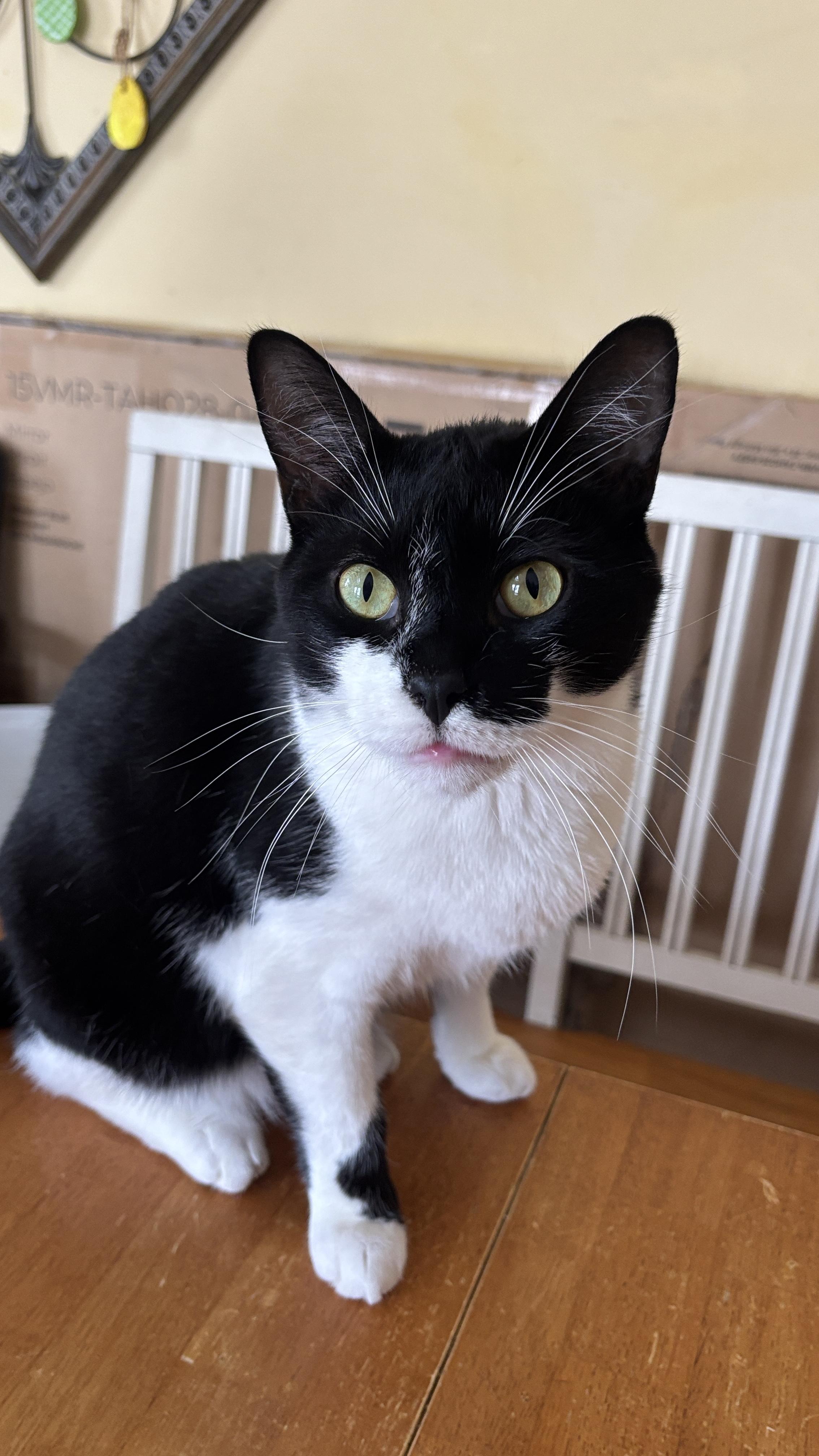 Enlarge Herbie, a ADOPTABLE Domestic Short Hair in Melrose, MA image 4/4