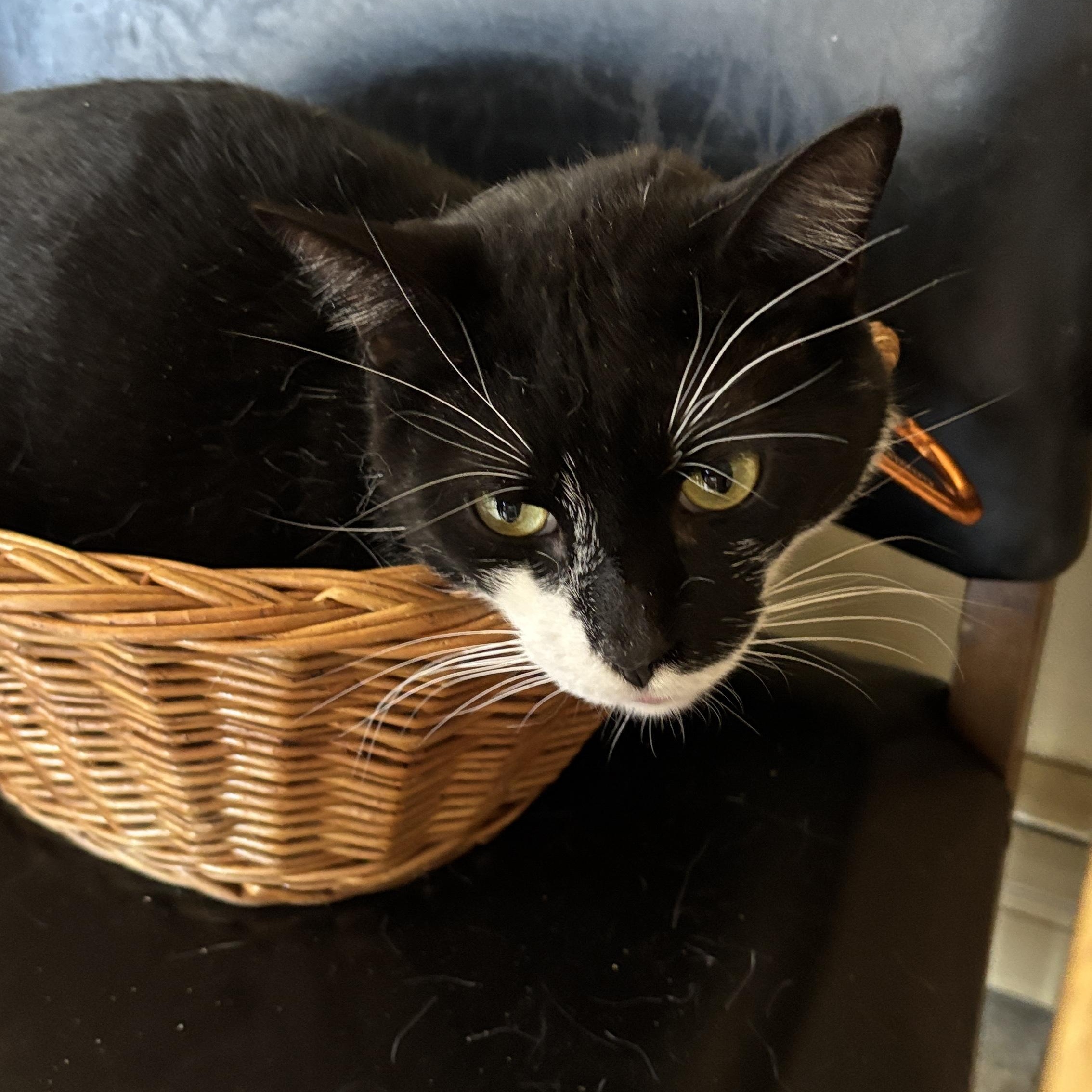 Herbie, a ADOPTABLE Domestic Short Hair in Melrose, MA image 2/2