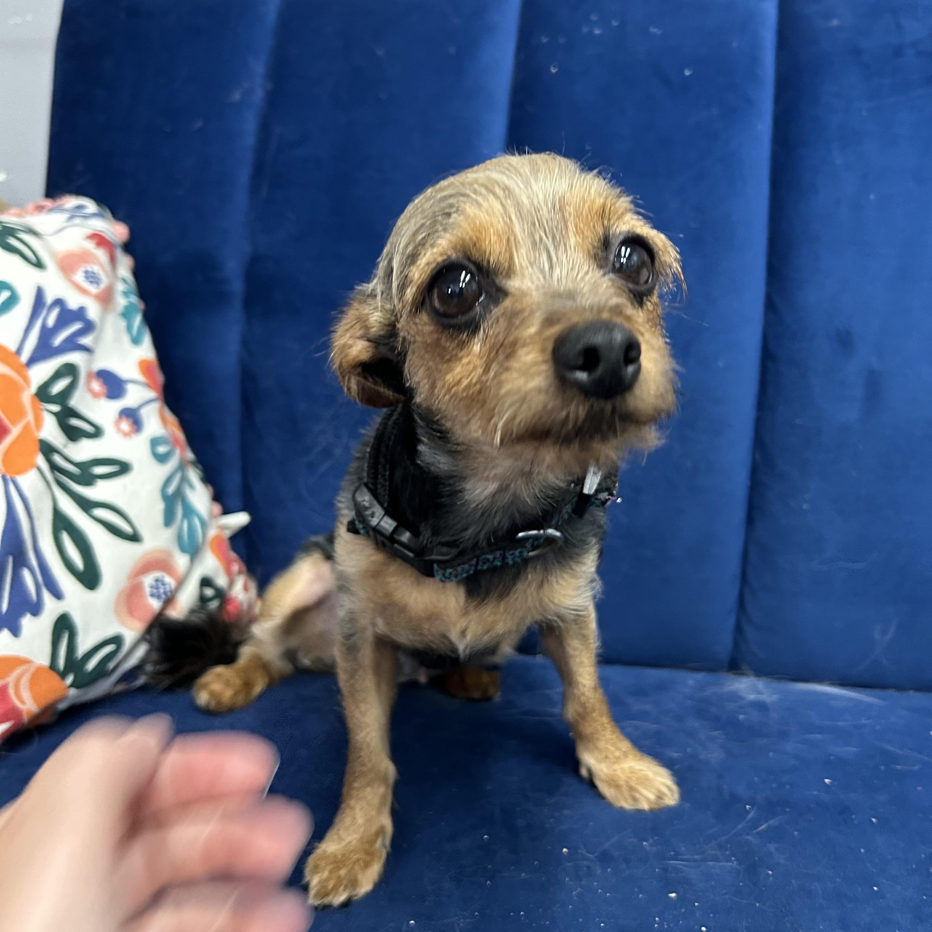 Lizzie, ADOPTABLE, Young Female Yorkshire Terrier.