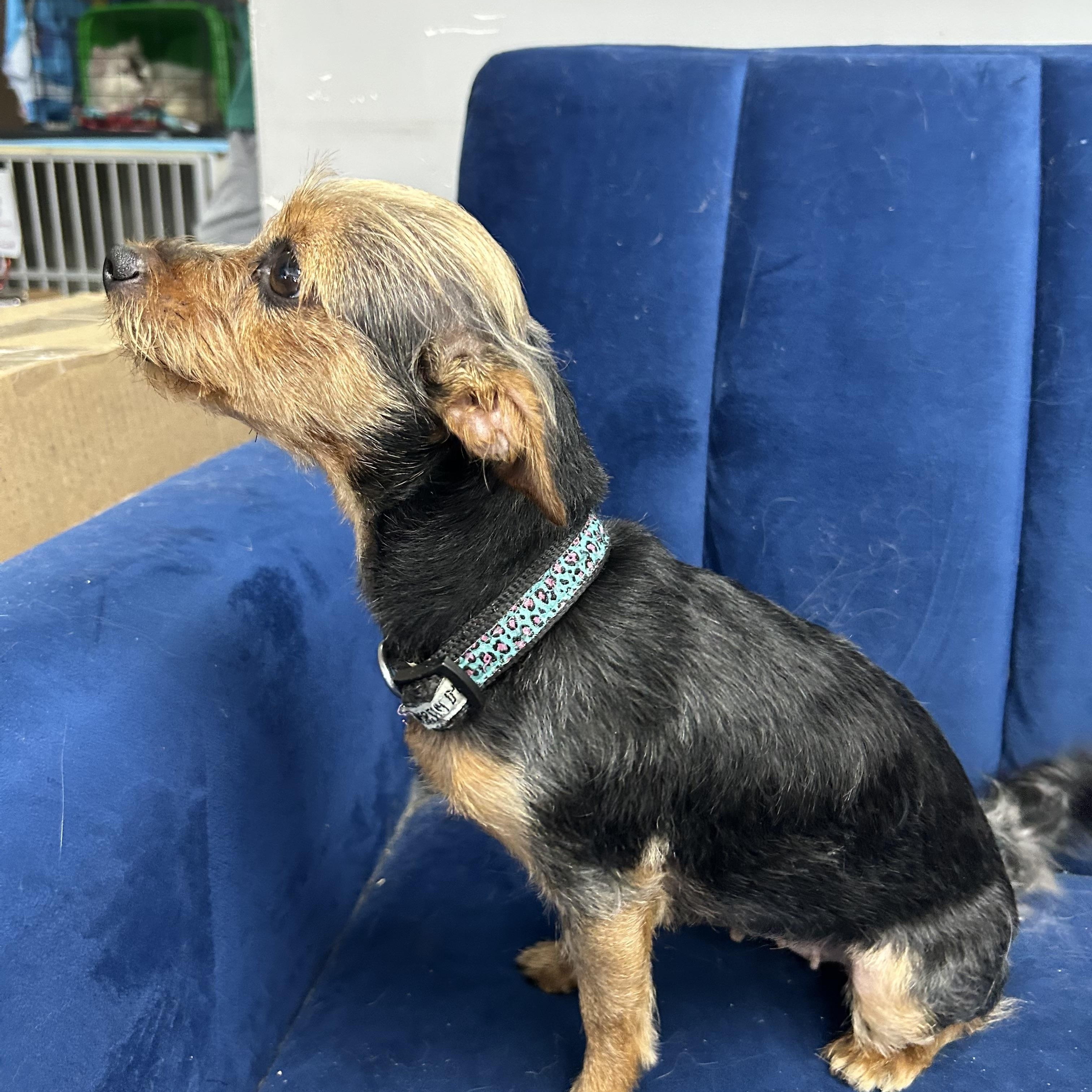 Lizzie, a ADOPTABLE Yorkshire Terrier in Stormville, NY image 2/3