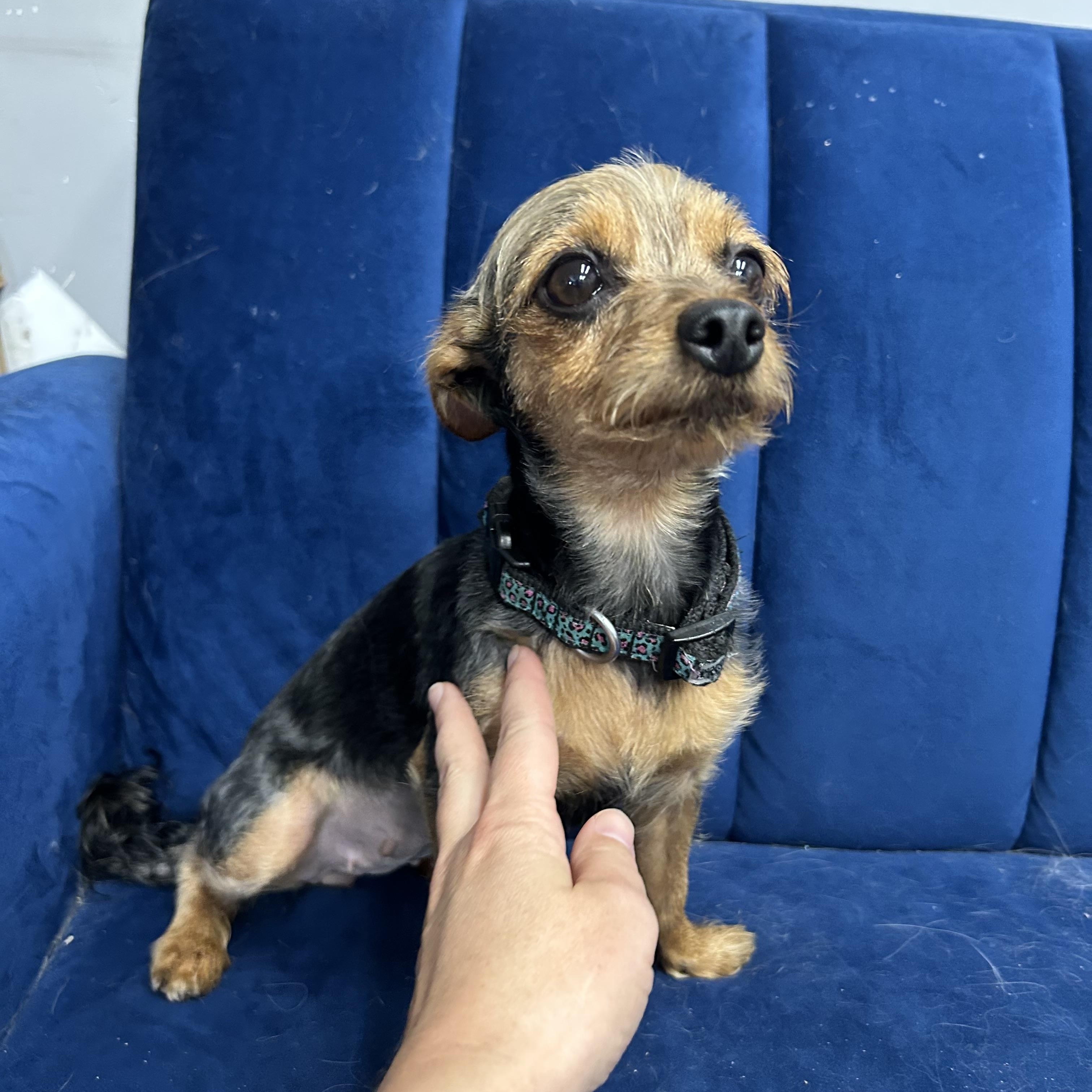 Lizzie, a ADOPTABLE Yorkshire Terrier in Stormville, NY image 3/3