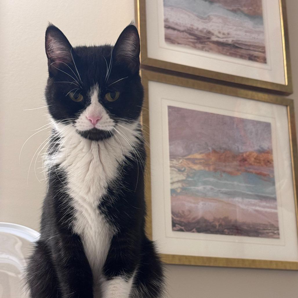 Enlarge Sophie C12411, a Adoptable Domestic Short Hair in Elk River, MN image 1/2