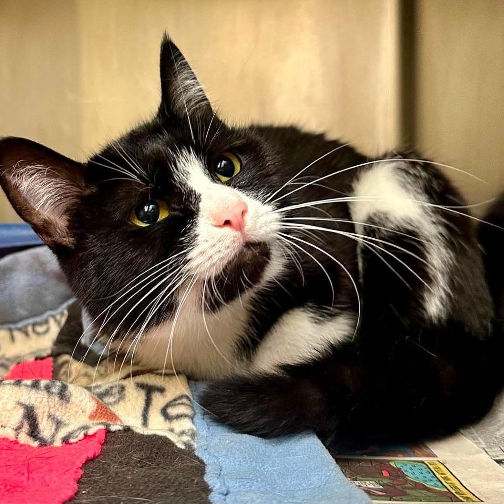 Sophie C12411, Adoptable, Young Female Domestic Short Hair.