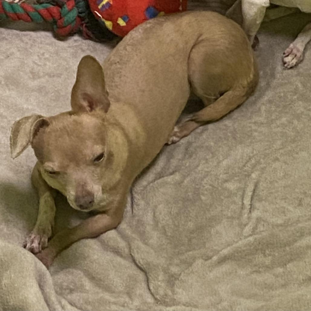 Chi Chi, Adoptable, Adult Female Chihuahua & Mixed Breed.