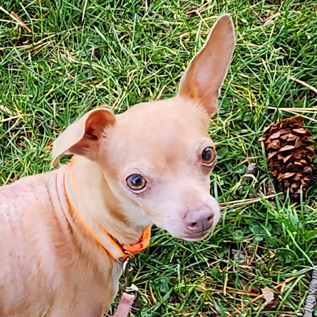 Chi Chi, a Adoptable mixed breed in Spokane, WA image 3/3