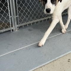 REX, Adoptable, Adult Male Anatolian Shepherd.
