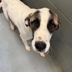 Enlarge REX, a Adoptable Anatolian Shepherd in Columbus, MS image 2/2