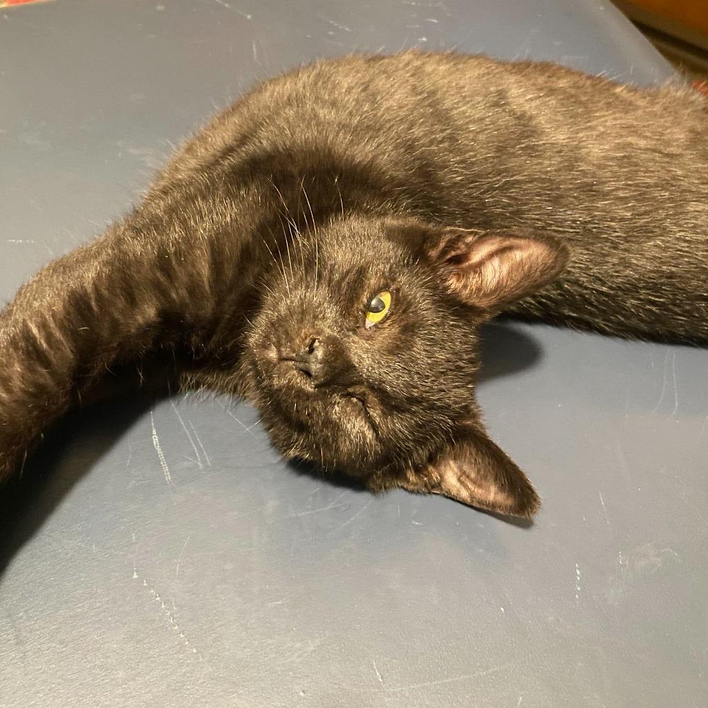 Enlarge Gator, a Adoptable Domestic Short Hair in State College, PA image 1/6