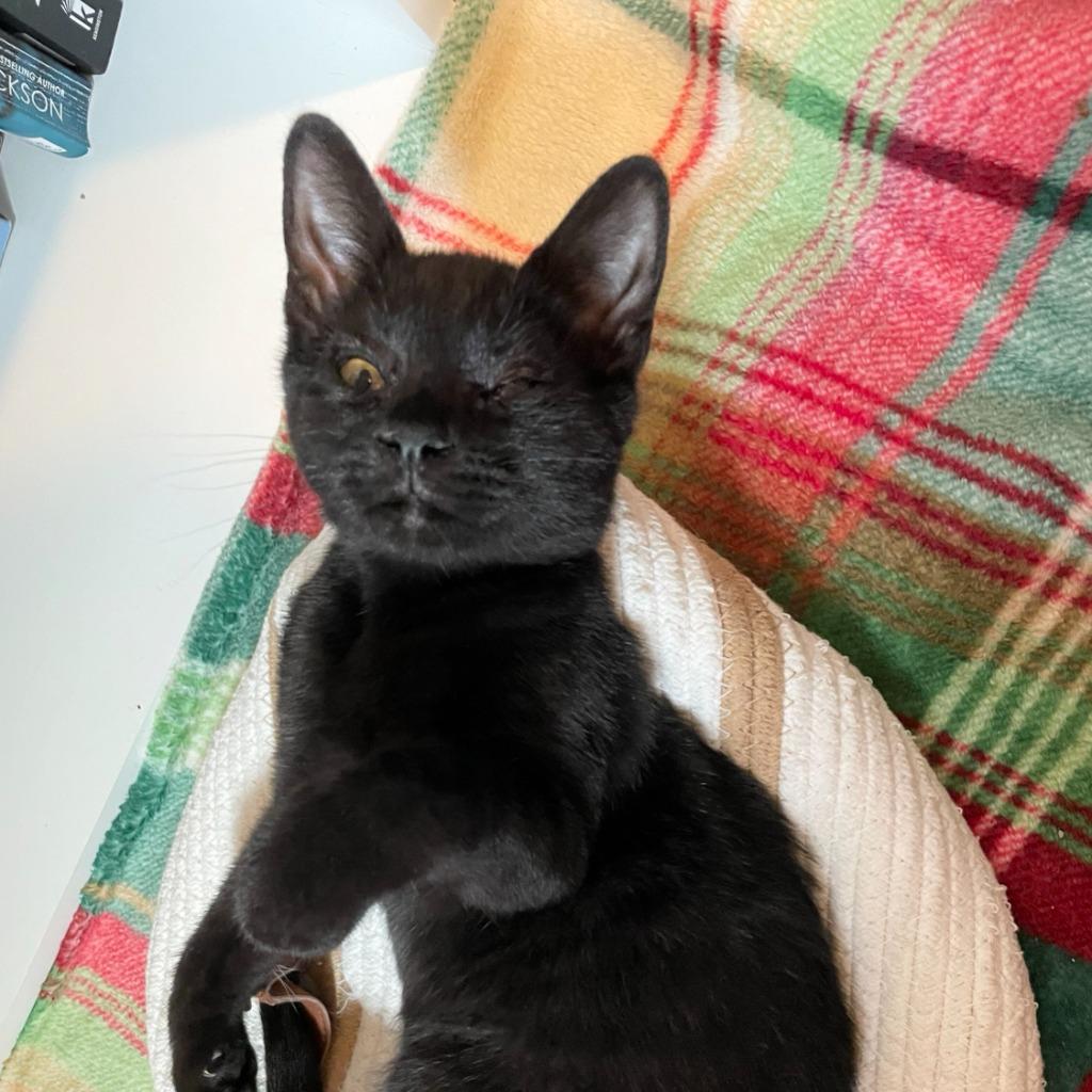Enlarge Gator, a Adoptable Domestic Short Hair in State College, PA image 2/6