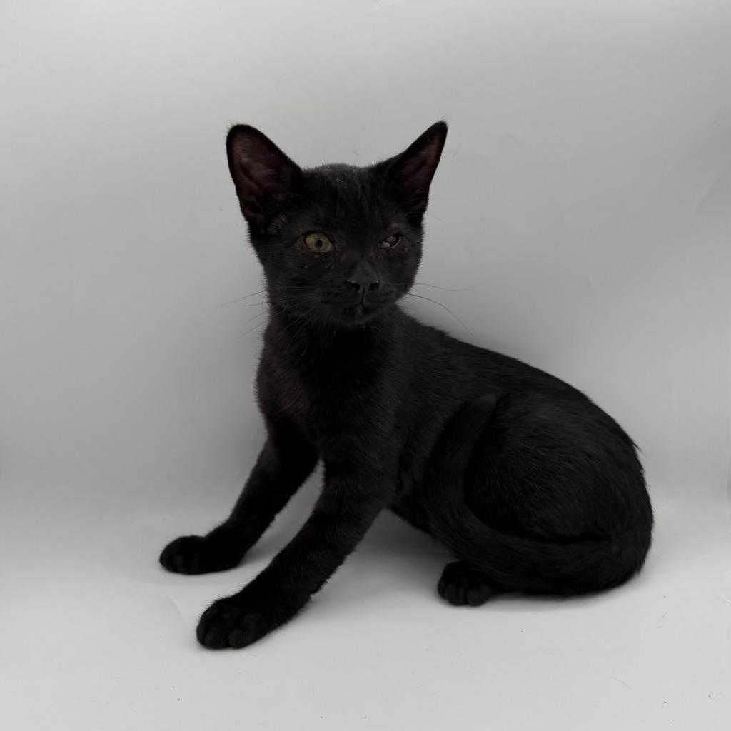 Enlarge Gator, a Adoptable Domestic Short Hair in State College, PA image 3/6