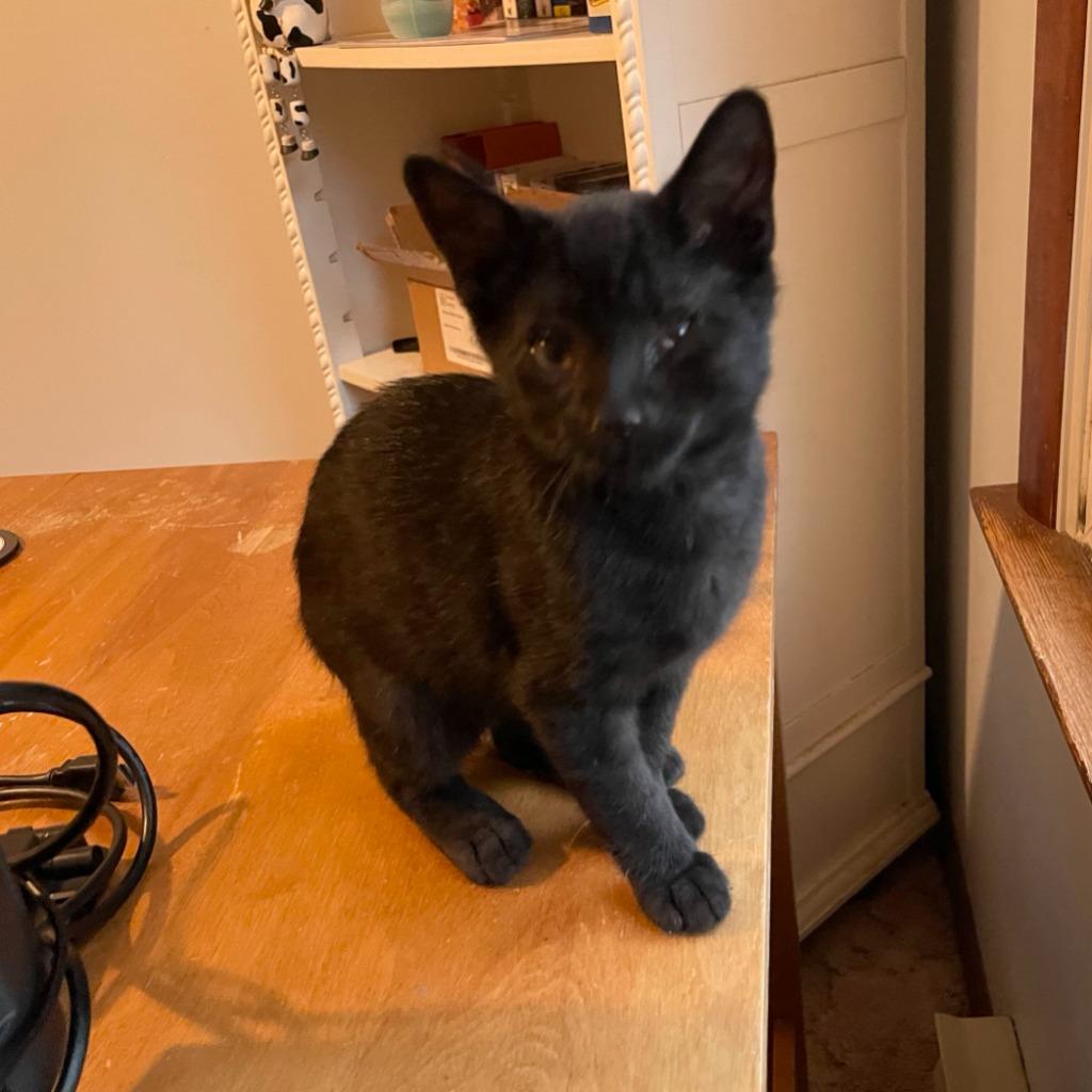 Enlarge Gator, a Adoptable Domestic Short Hair in State College, PA image 5/6