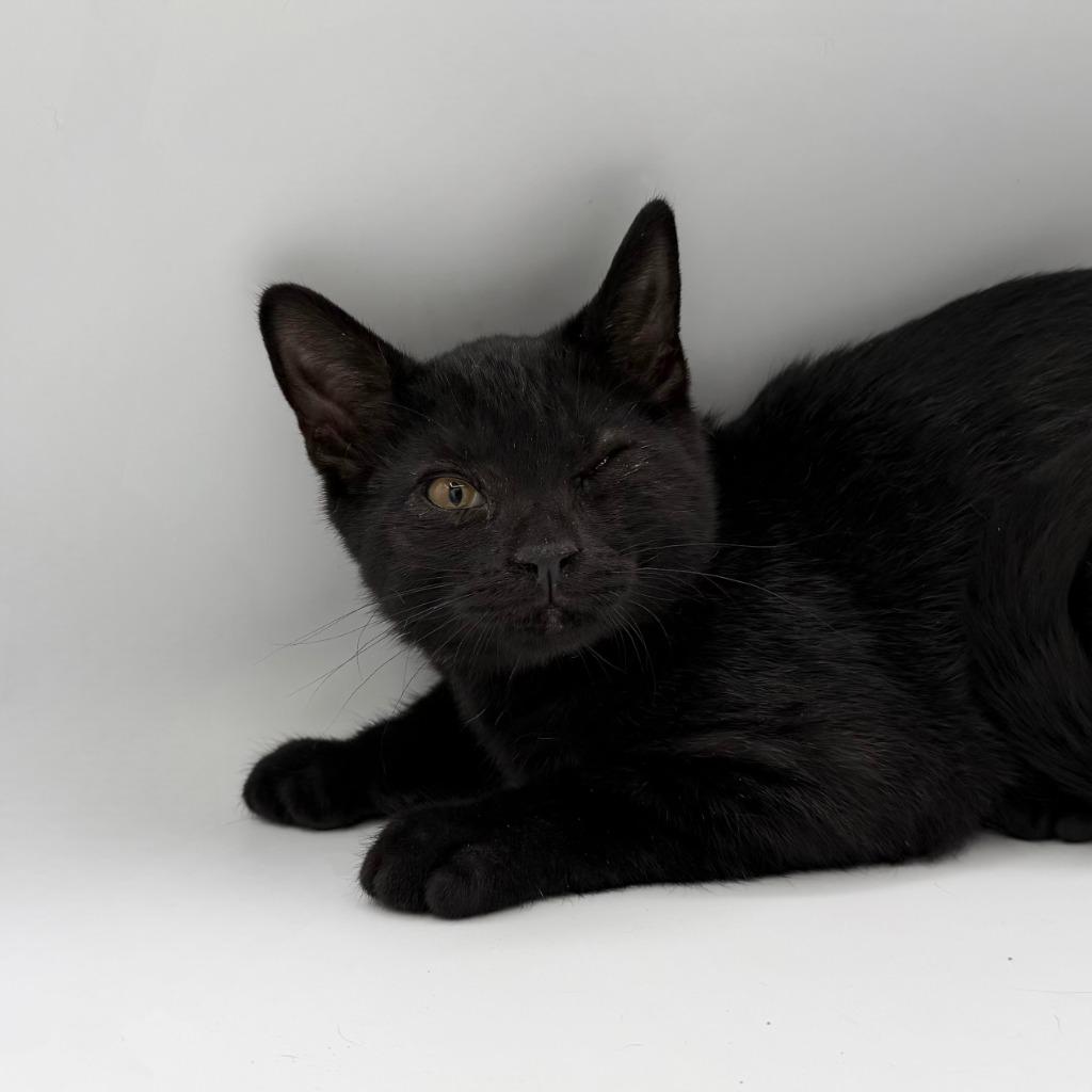 Enlarge Gator, a Adoptable Domestic Short Hair in State College, PA image 6/6