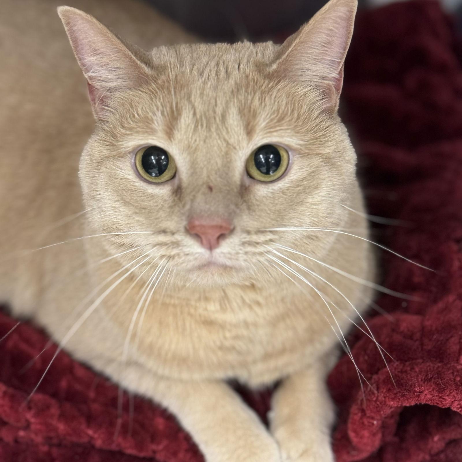 Enzo, Adopted, Adult Female Domestic Short Hair.