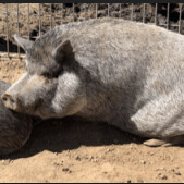 Smokey, a Adoptable Pot Bellied in Agua Dulce, CA image 1/2