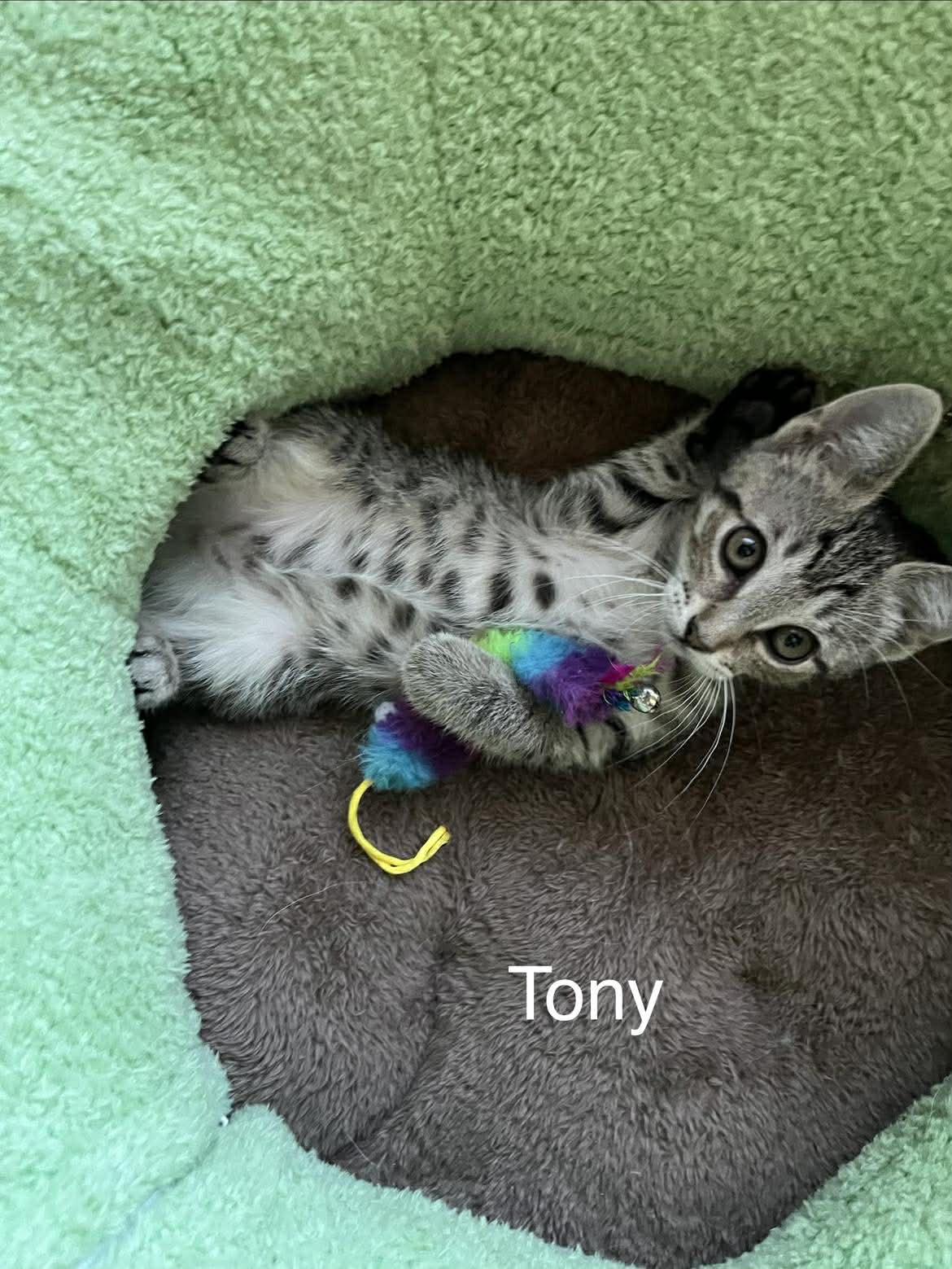 Enlarge Tony, an adopted mixed breed in Richmond, VA image 4/6