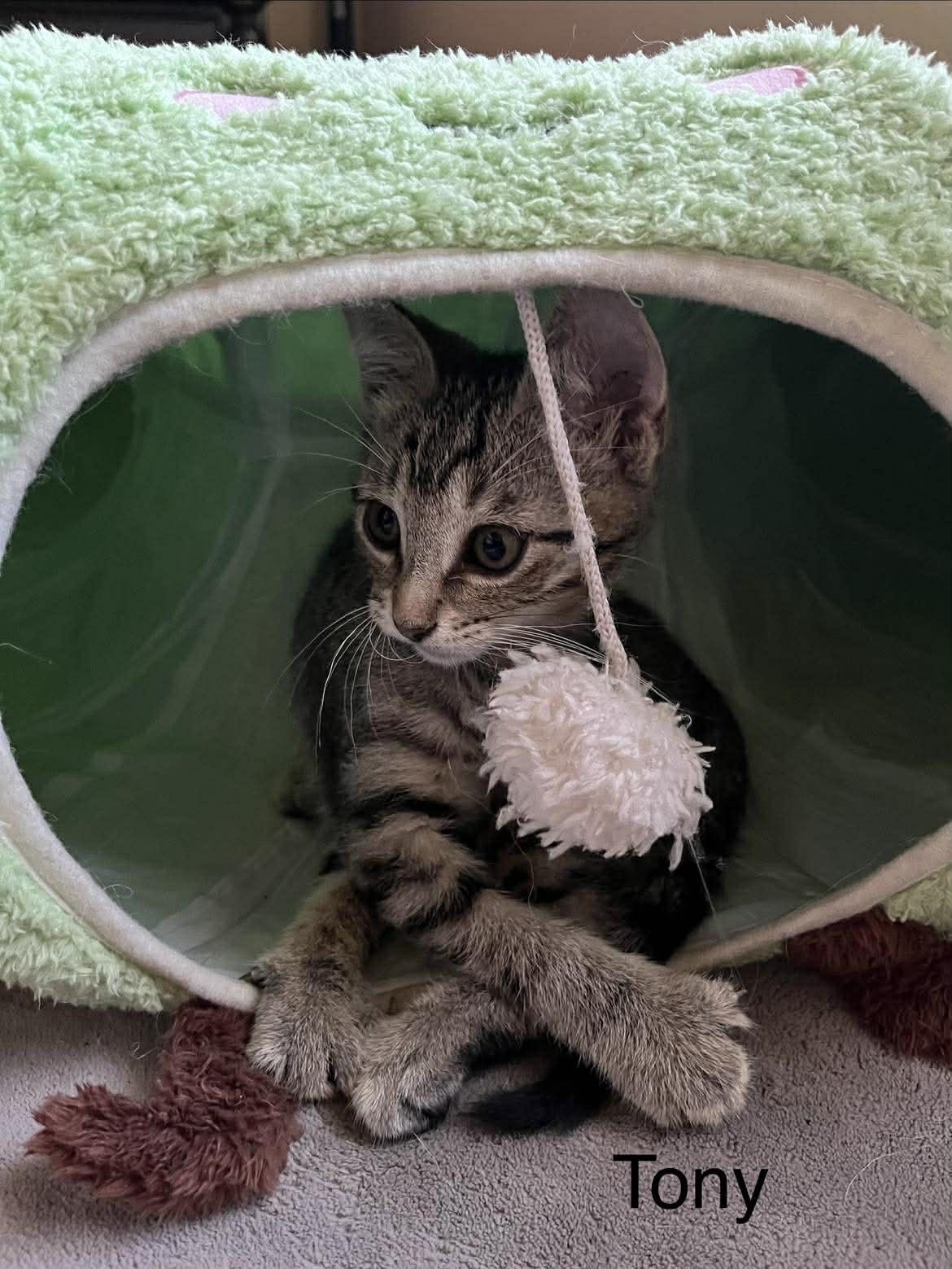 Enlarge Tony, an adopted mixed breed in Richmond, VA image 3/6