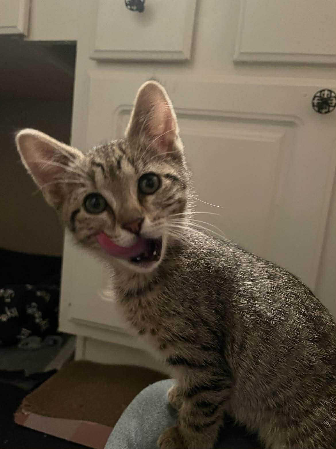 Enlarge Tony, an adopted mixed breed in Richmond, VA image 1/6