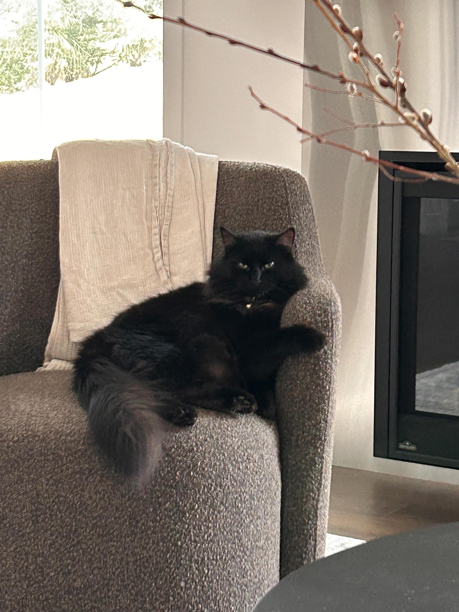 Theo, adoptable, Senior Male Domestic Long Hair.