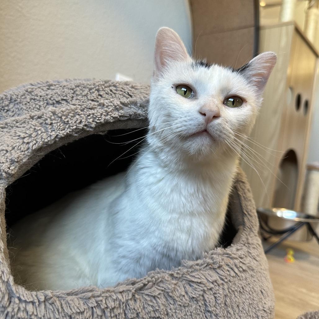 Enlarge Marg, a Adoptable Domestic Short Hair in Durango, CO image 1/6