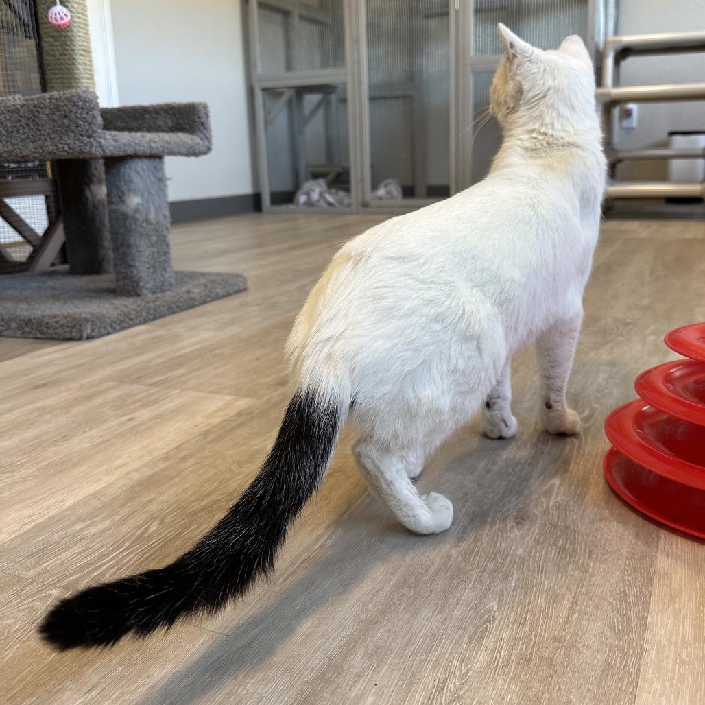 Enlarge Marg, a Adoptable Domestic Short Hair in Durango, CO image 2/6