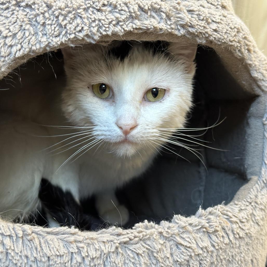 Enlarge Marg, a Adoptable Domestic Short Hair in Durango, CO image 3/6