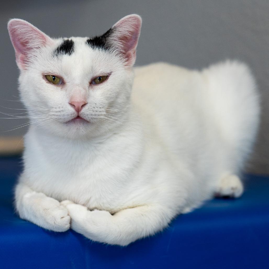 Marg, a Adoptable Domestic Short Hair in Durango, CO image 3/6