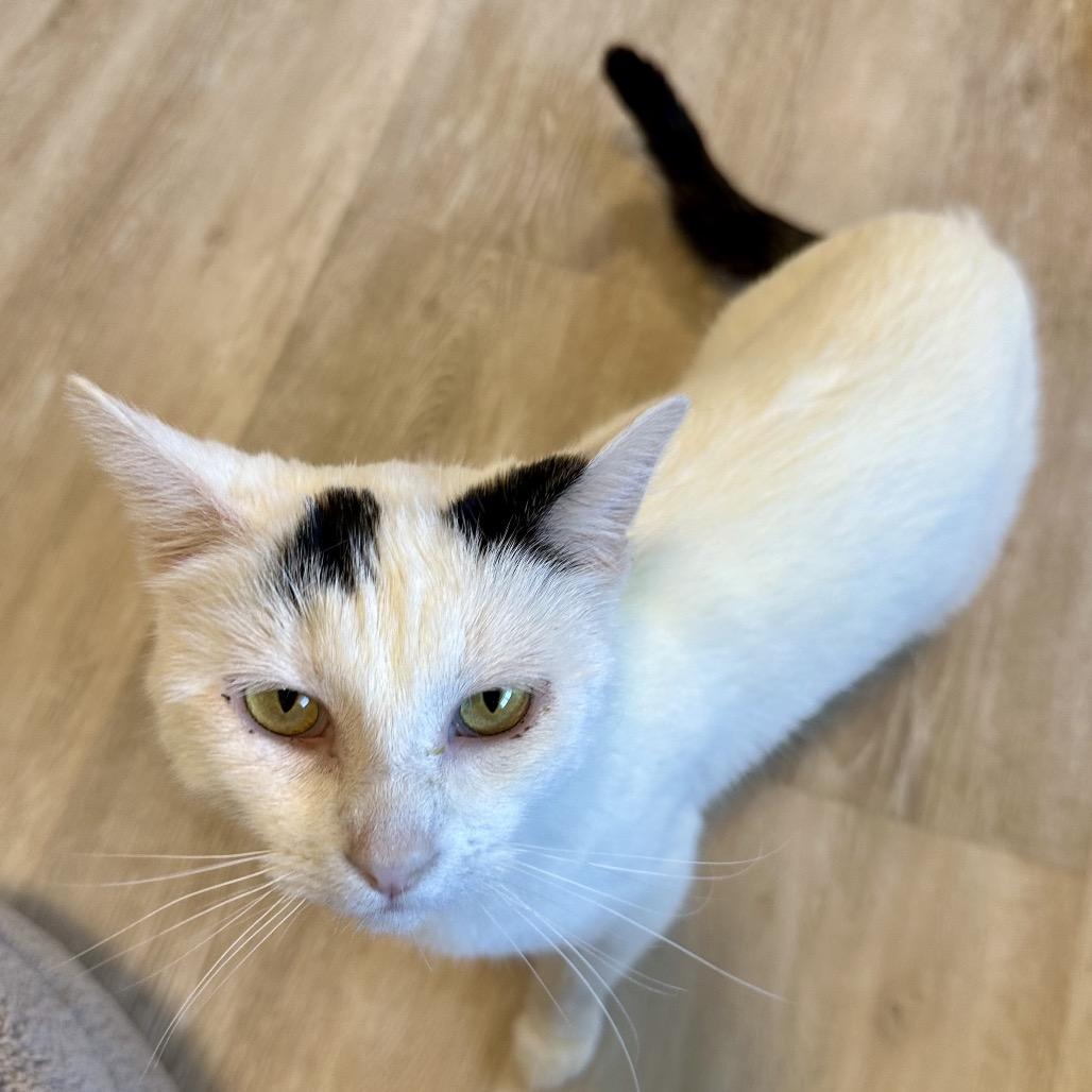 Enlarge Marg, a Adoptable Domestic Short Hair in Durango, CO image 4/6