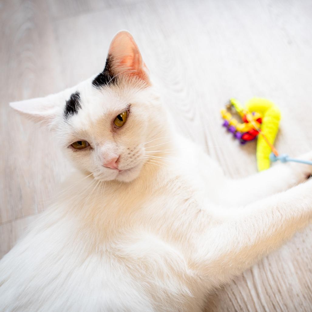 Marg, a Adoptable Domestic Short Hair in Durango, CO image 4/6