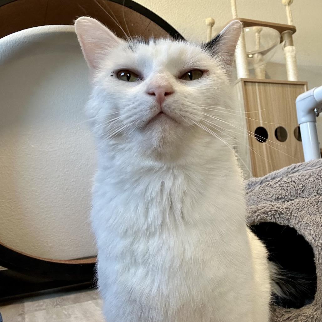 Marg, a Adoptable Domestic Short Hair in Durango, CO image 5/6