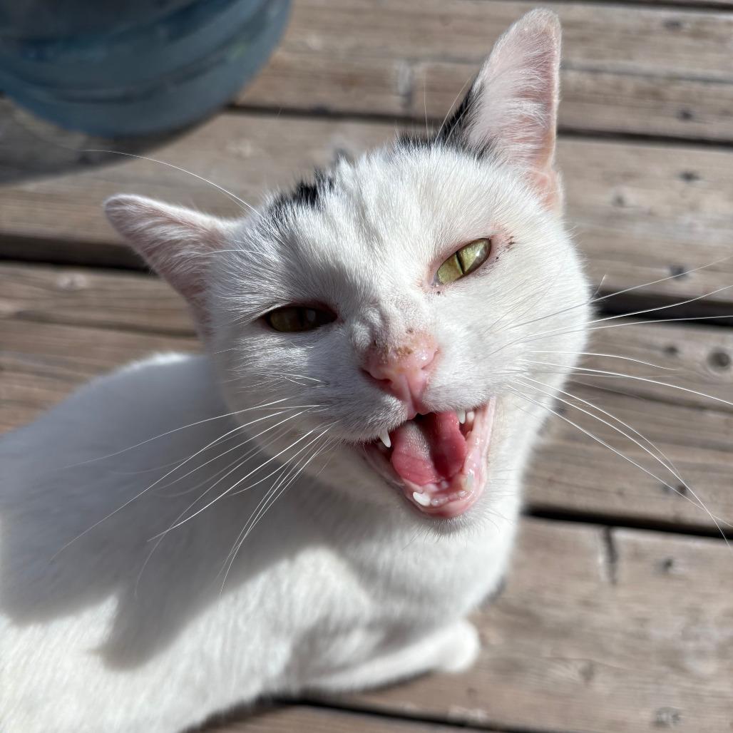 Enlarge Marg, a Adoptable Domestic Short Hair in Durango, CO image 5/6