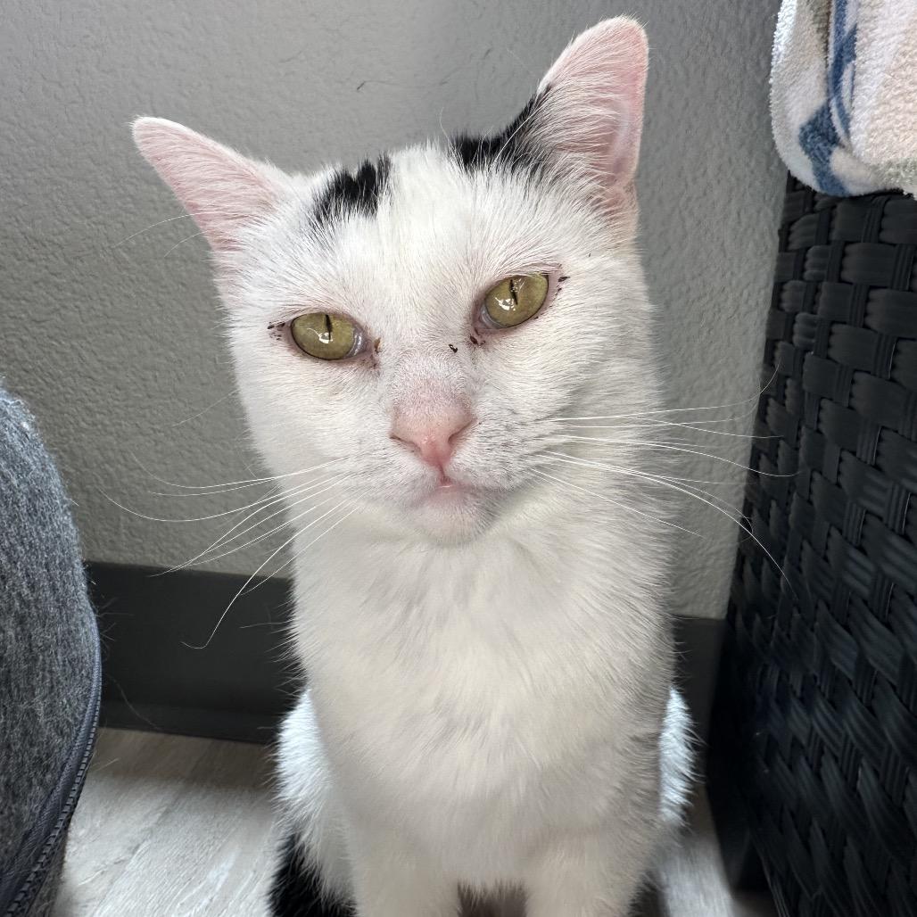 Enlarge Marg, a Adoptable Domestic Short Hair in Durango, CO image 6/6