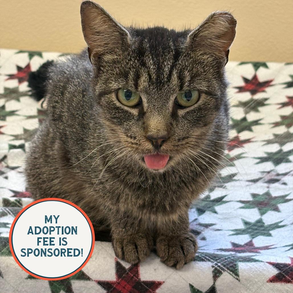 BLT-IN FOSTER, Adoptable, Senior Female Domestic Short Hair.