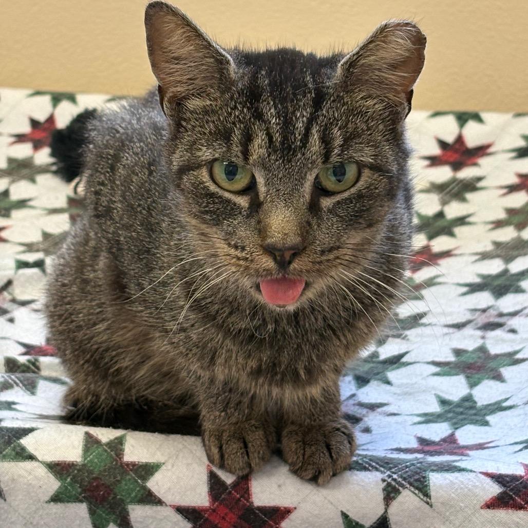 Enlarge BLT-IN FOSTER, a Adoptable Domestic Short Hair in Birdsboro, PA image 2/4