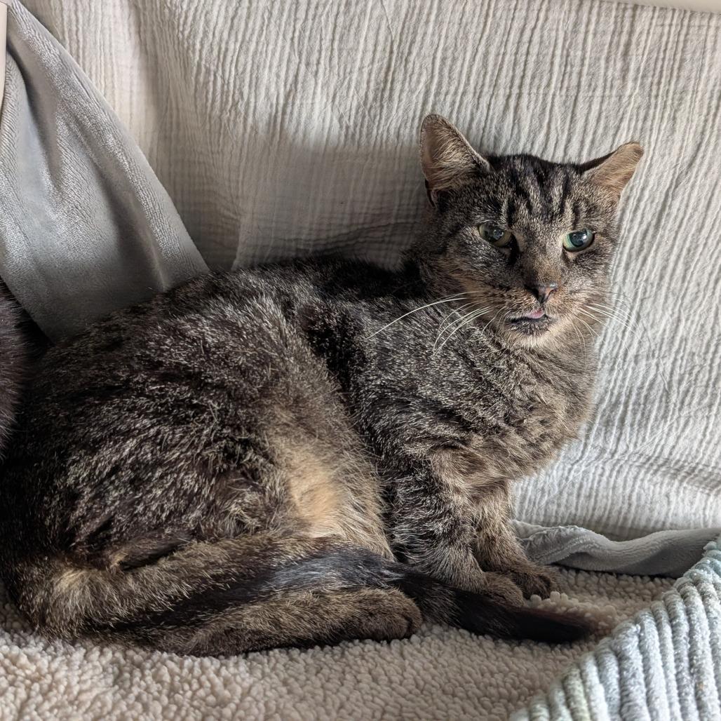 Enlarge BLT-IN FOSTER, a Adoptable Domestic Short Hair in Birdsboro, PA image 3/4